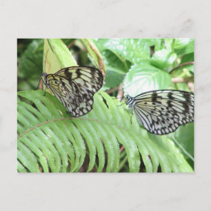 Butterflies on Fern Postcard Vykort
