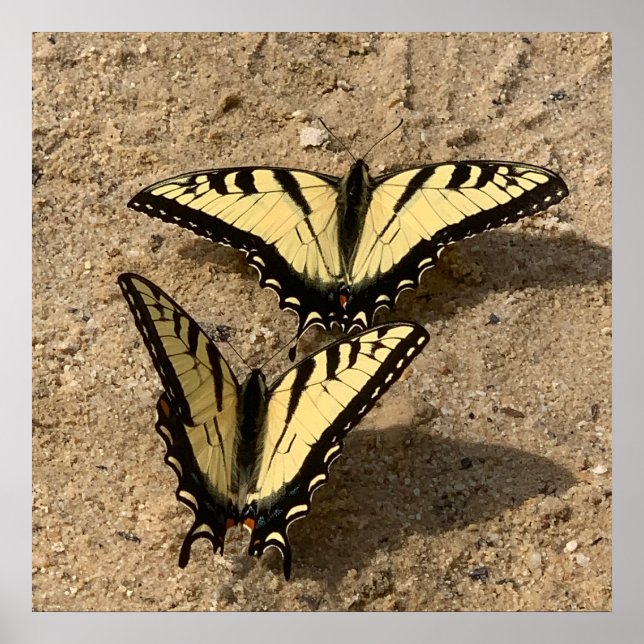 Butterflies on the Beach Poster (Framsidan)