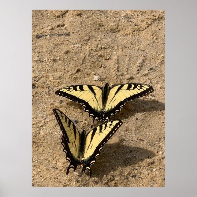 Butterflies on the Beach Poster (Framsidan)