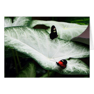 Butterflies on White Caladiums Hälsningskort