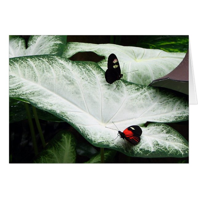 Butterflies on White Caladiums Hälsningskort (Framsidan Horizontal)