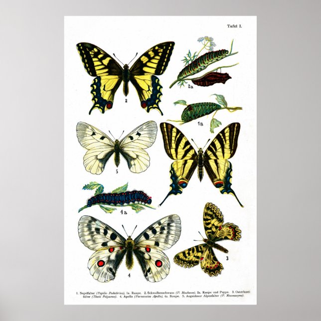 Butterflies Plate I 24 tum x 36 tum Poster (Framsidan)
