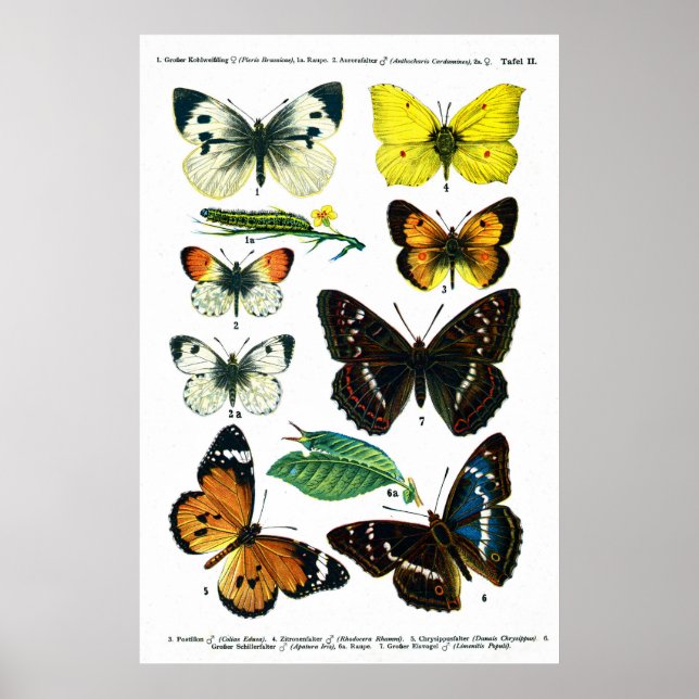 Butterflies Plate II 24-tums x 36-tums Poster (Framsidan)