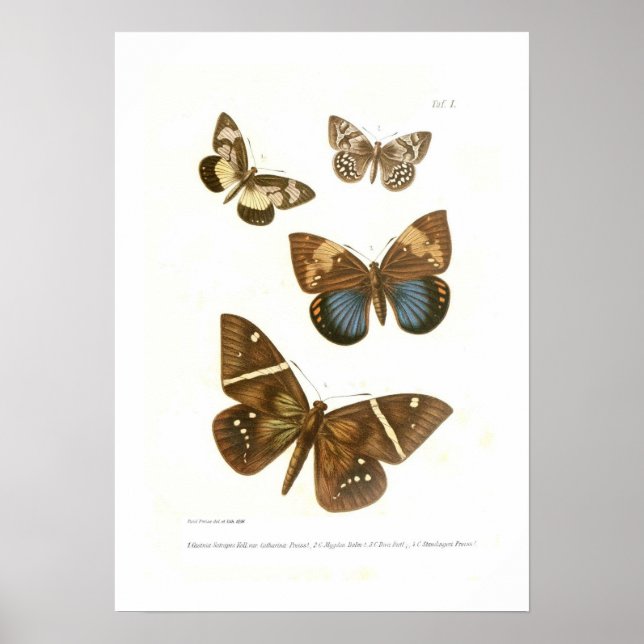 Butterflies Poster (Framsidan)