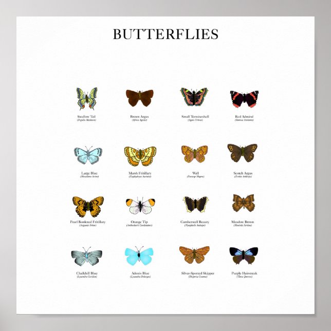 Butterflies Poster (Framsidan)