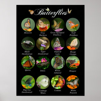 Butterflies poster