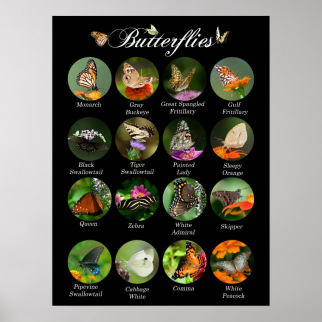 Butterflies poster (Framsidan)