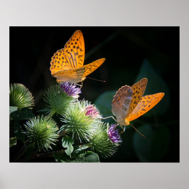 Butterflies Poster (Framsidan)