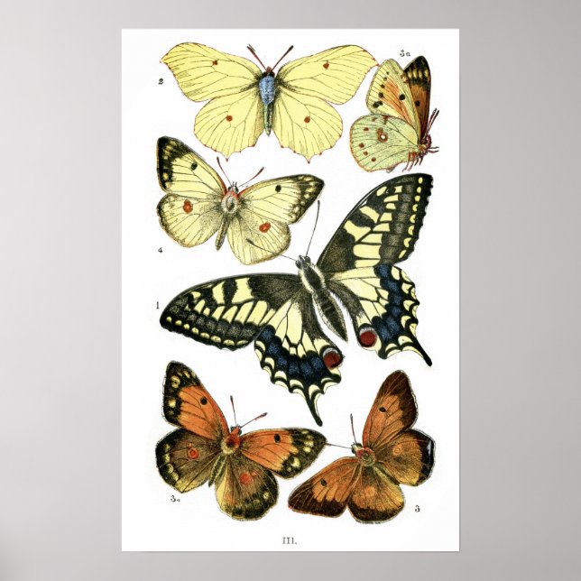 Butterflies Poster (Framsidan)