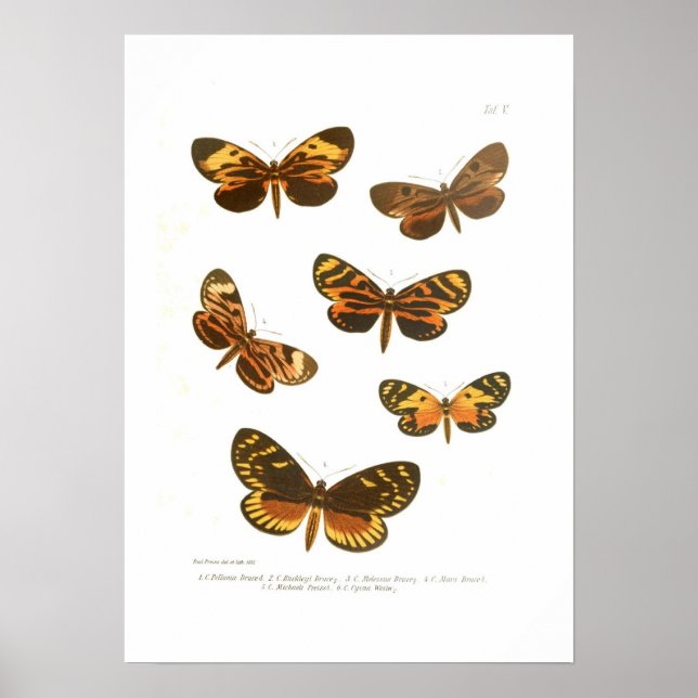 Butterflies Poster (Framsidan)