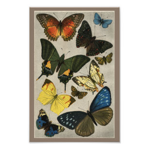 Butterflies Vintage 1904 Print Fototryck