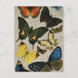 Butterflies Vintage 1904 Vykort