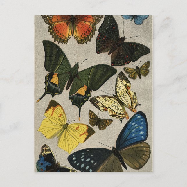 Butterflies Vintage 1904 Vykort (Framsida)