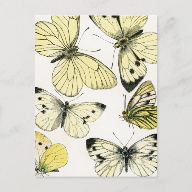 Butterflies Vykort (Framsida)