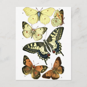 Butterflies Vykort