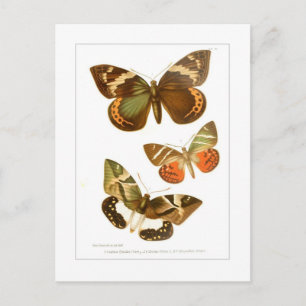 Butterflies Vykort