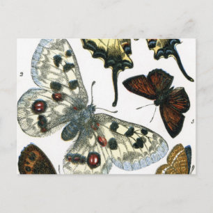Butterflies Vykort