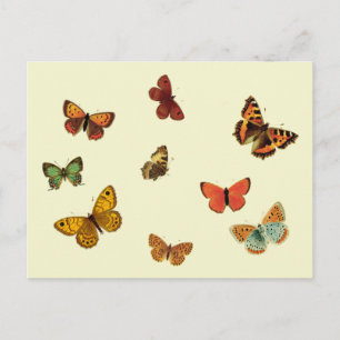 Butterflies Vykort