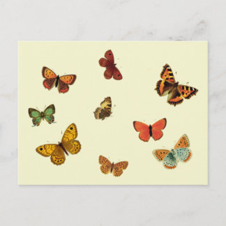 Butterflies Vykort