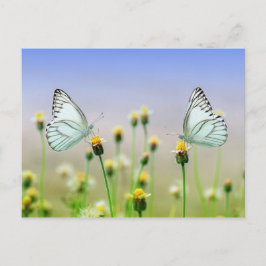 Butterflies Vykort
