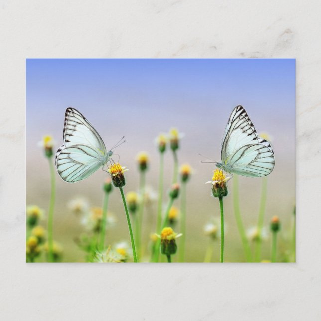 Butterflies Vykort (Framsida)