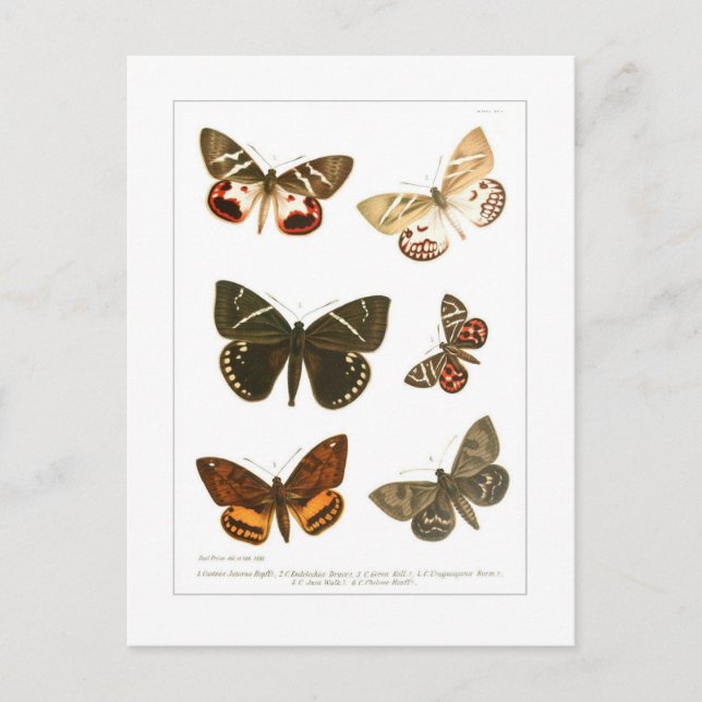Butterflies Vykort (Framsida)
