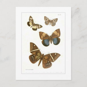Butterflies Vykort