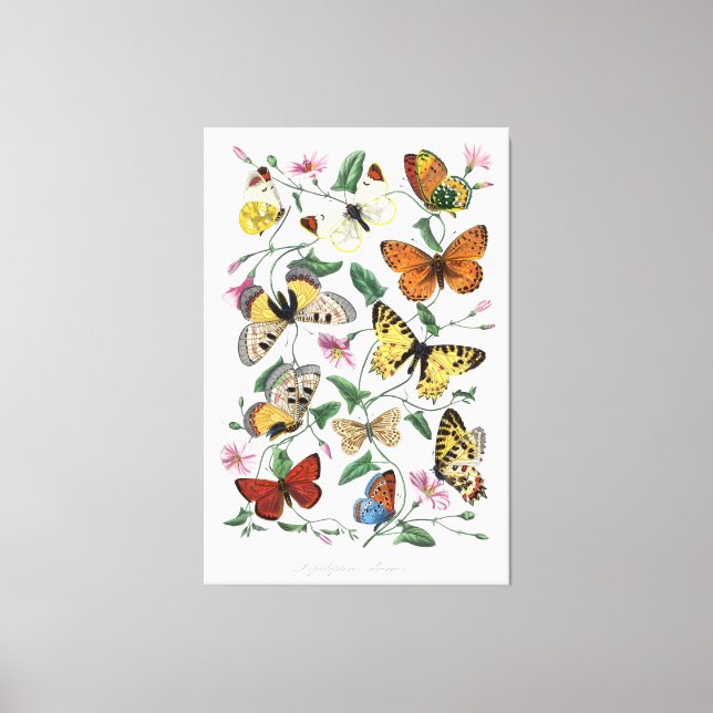 Butterflies Wall Art Canvas Vintage Style Nature  (Framsida)