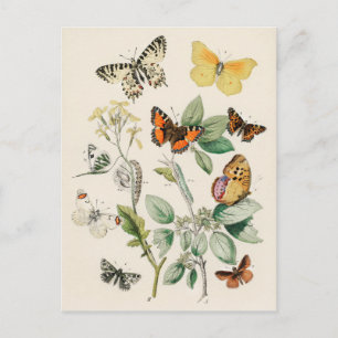 Butterflies - William Forsell Kirby Vykort