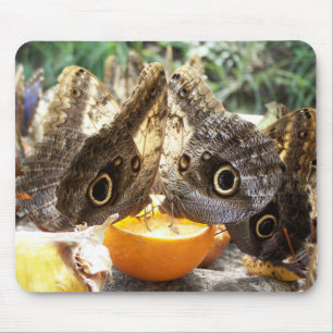 BUTTERFLIK MUSMATTA
