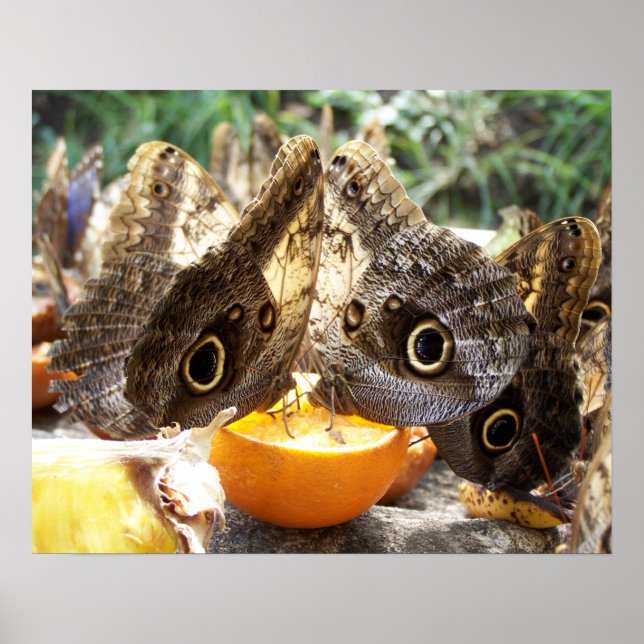 BUTTERFLIK POSTER (Framsidan)