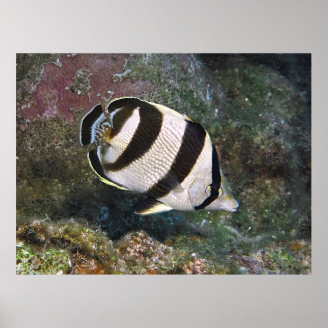 Butterflufish Roatan Poster (Framsidan)