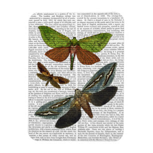 Butterflugor 4 magnet