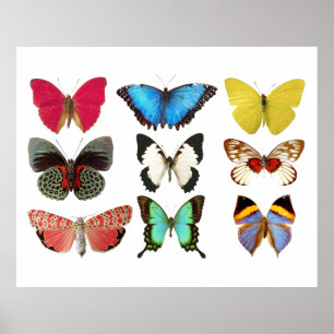 Butterflulies Gult Blue Rosa Grönt Poster