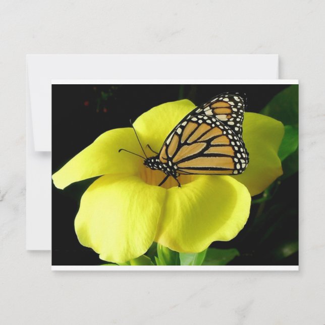 Butterfly (Framsida)
