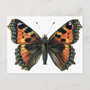 Butterfly 01 vykort