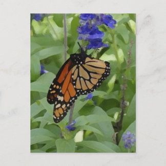 Butterfly _176 Tomt vykort