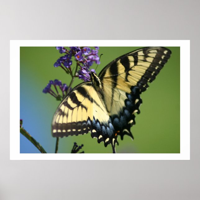 Butterfly 1 poster (Framsidan)