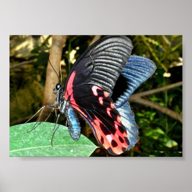 Butterfly 1 poster (Framsidan)