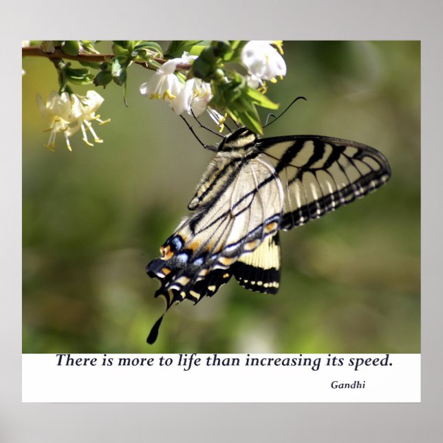 Butterfly 1 poster (Framsidan)