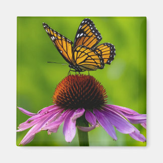 Butterfly 2-tums Magnet
