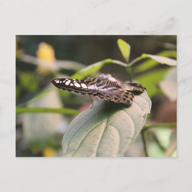 Butterfly # 2 vykort (Framsida)