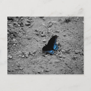 Butterfly 2-vykort vykort