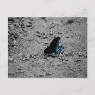 Butterfly 2-vykort vykort