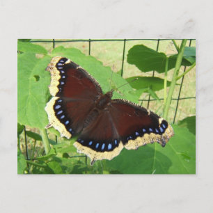 Butterfly 56 ~ vycard vykort