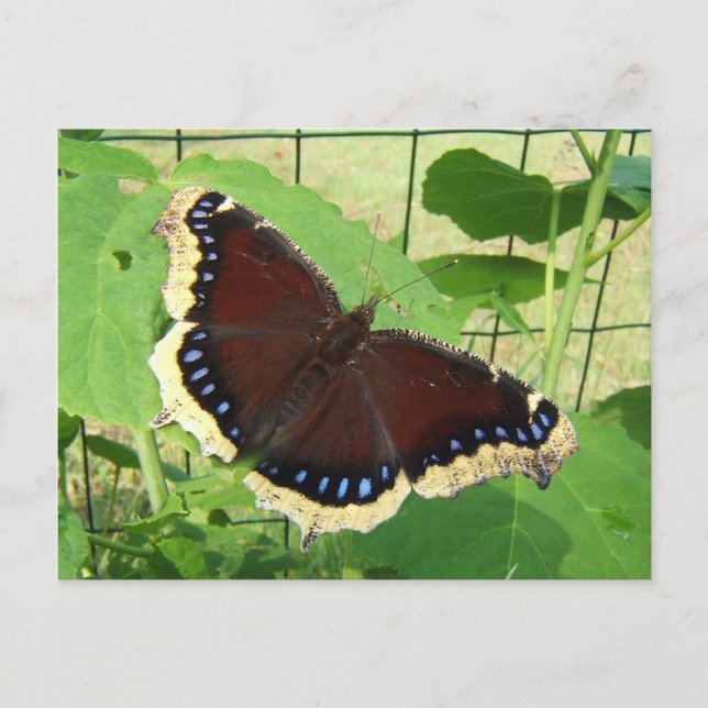Butterfly 56 ~ vycard vykort (Framsida)