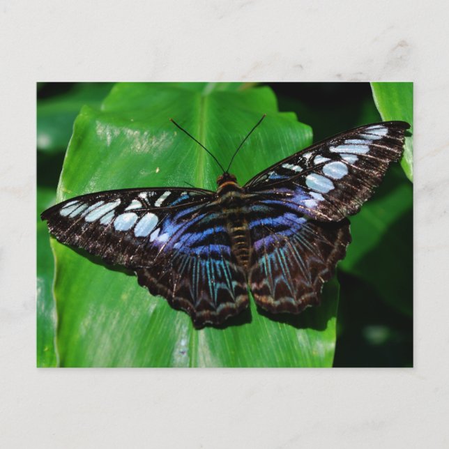 Butterfly 5-vykort vykort (Framsida)
