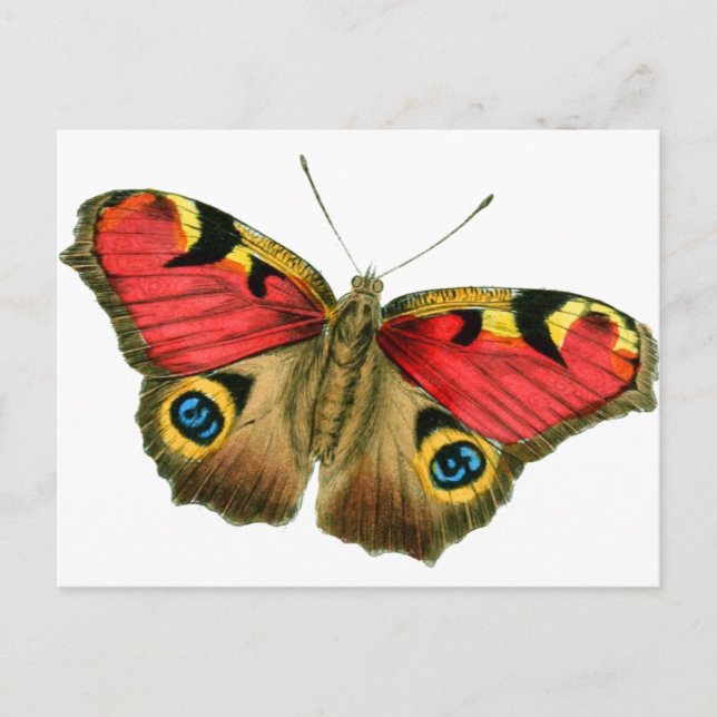 butterfly-9-eop vykort (Framsida)