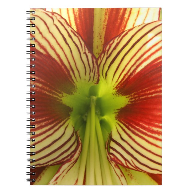 Butterfly Amaryllis Anteckningsbok Med Spiral (Framsidan)