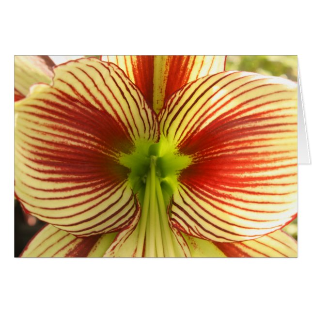 Butterfly Amaryllis Hälsningskort (Framsidan Horizontal)